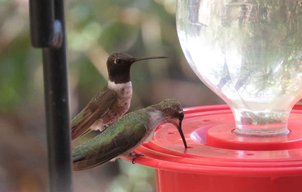 Black-chinned Hummingbird - Joe Hoelscher