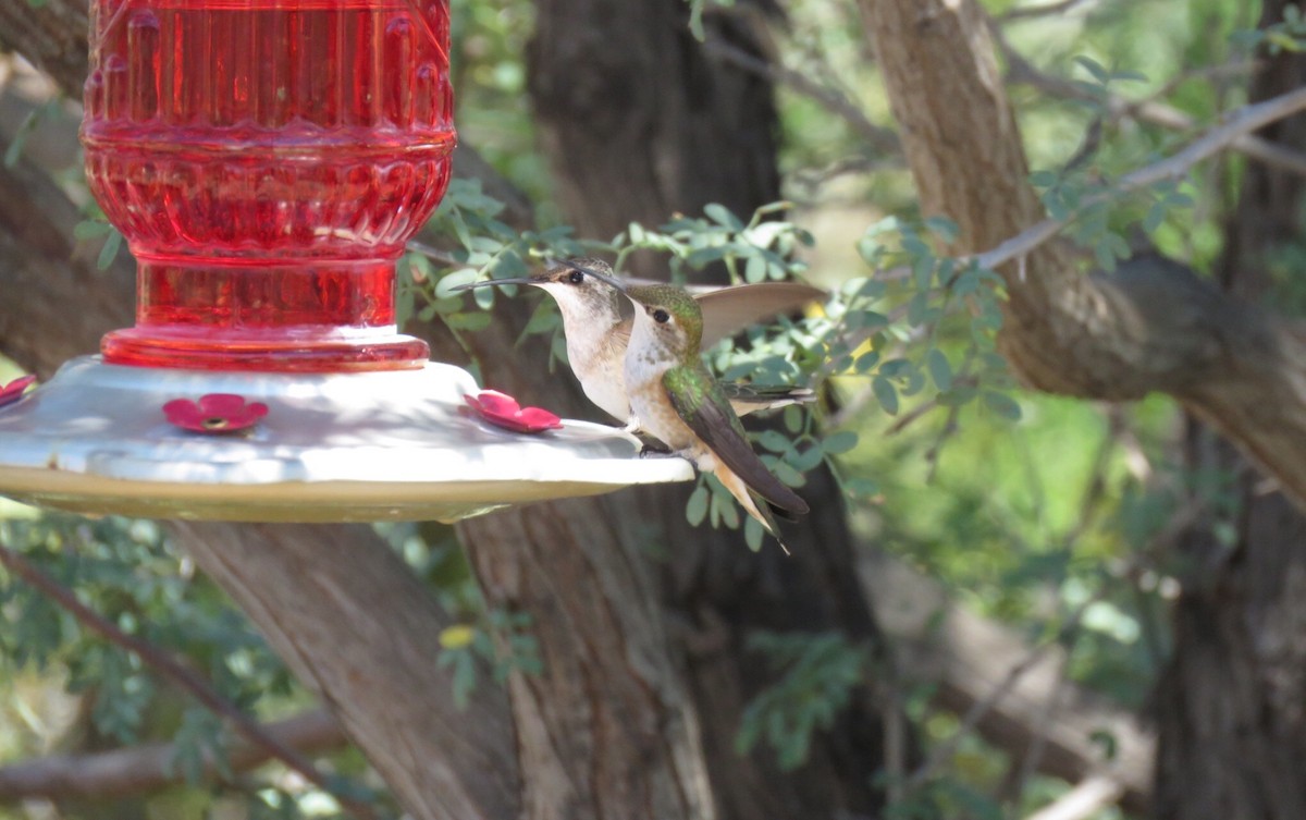 Broad-tailed Hummingbird - Joe Hoelscher