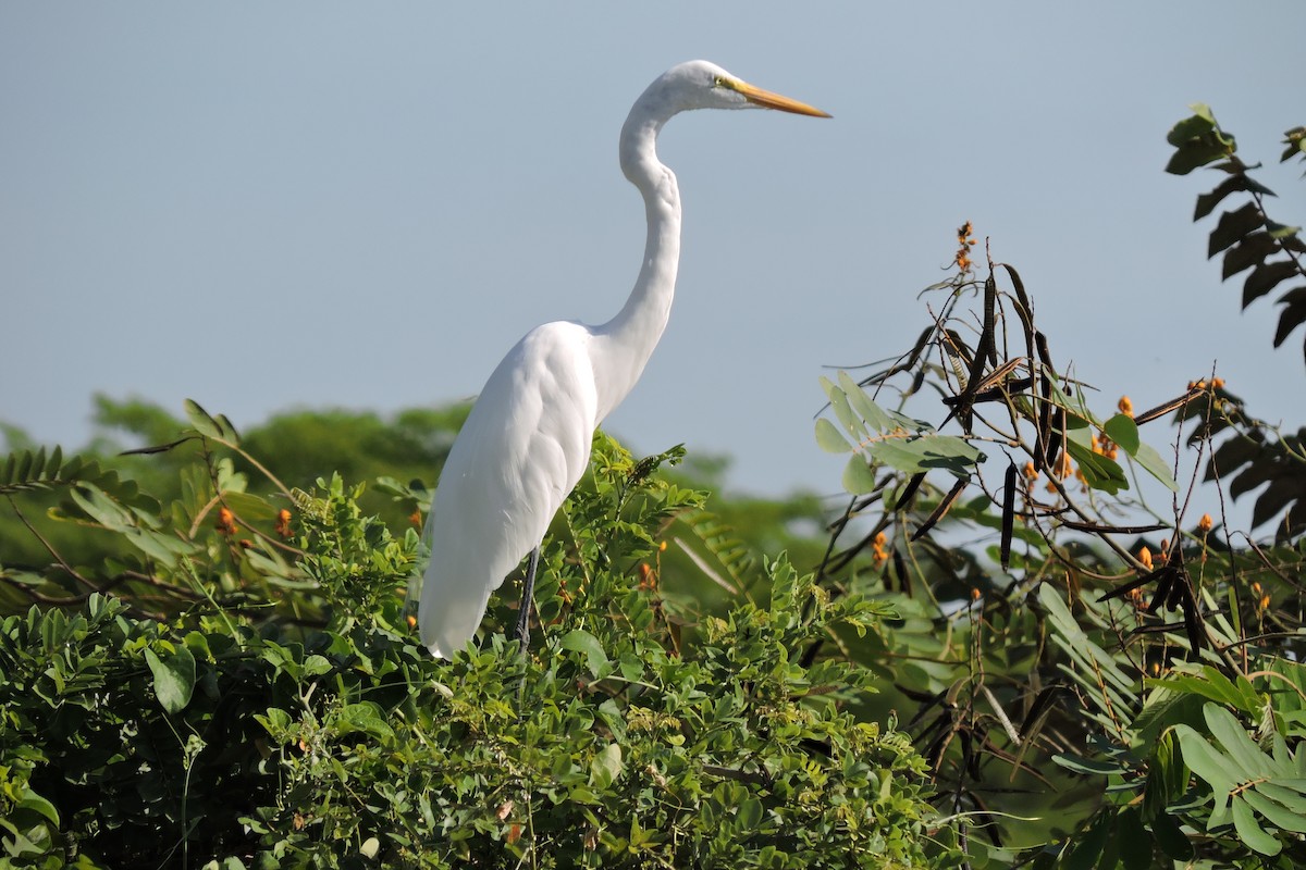 Great Egret - gustavo barragán mosquera