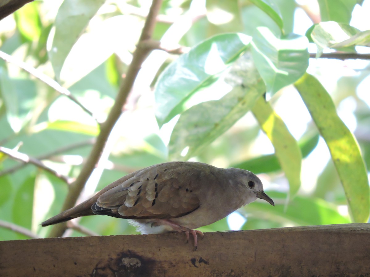 Plain-breasted Ground Dove - gustavo barragán mosquera