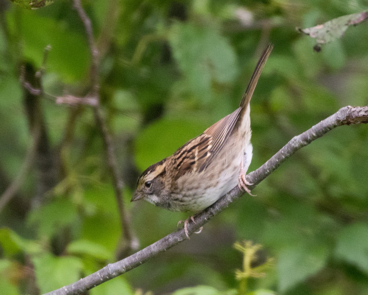 White-throated Sparrow - Susan Barnard