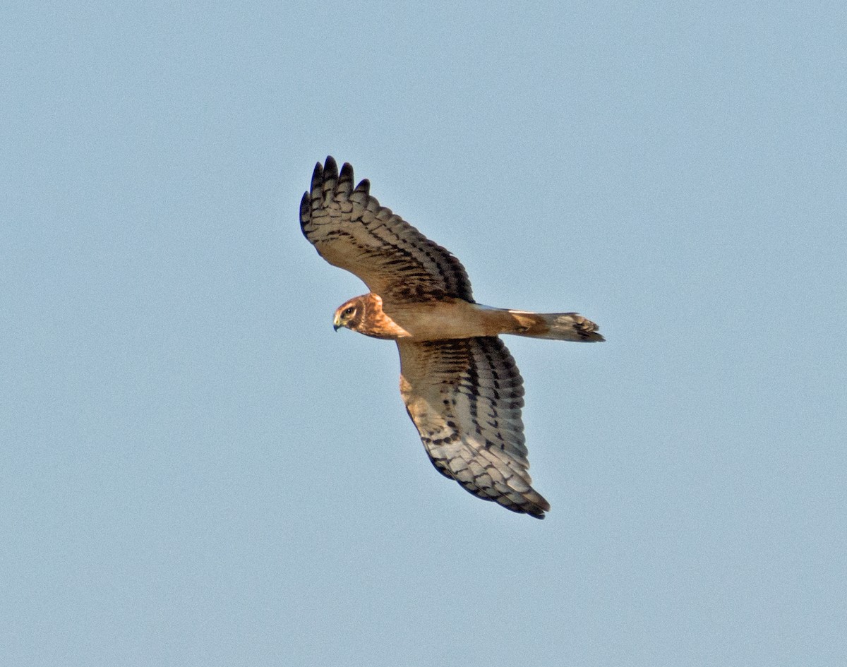 Northern Harrier - Dale Pate