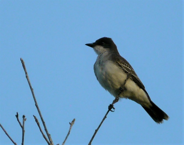 Eastern Kingbird - L.E. Quinlan