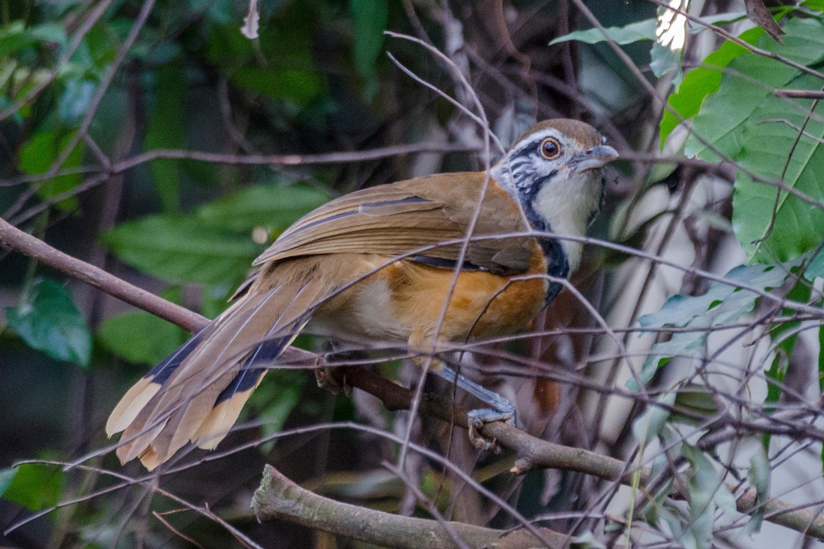Greater Necklaced Laughingthrush - ML115651731