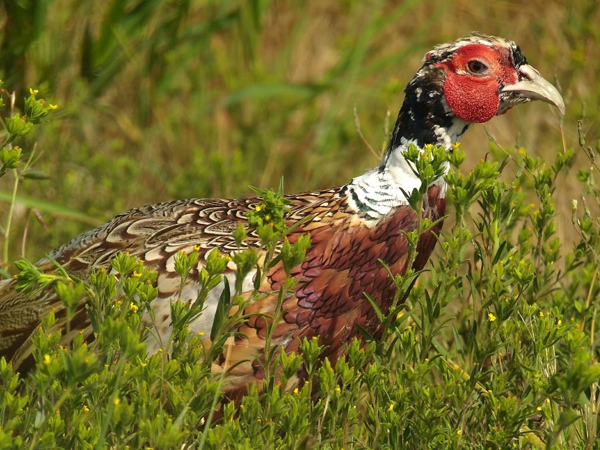 Ring-necked Pheasant - Matt Cahill