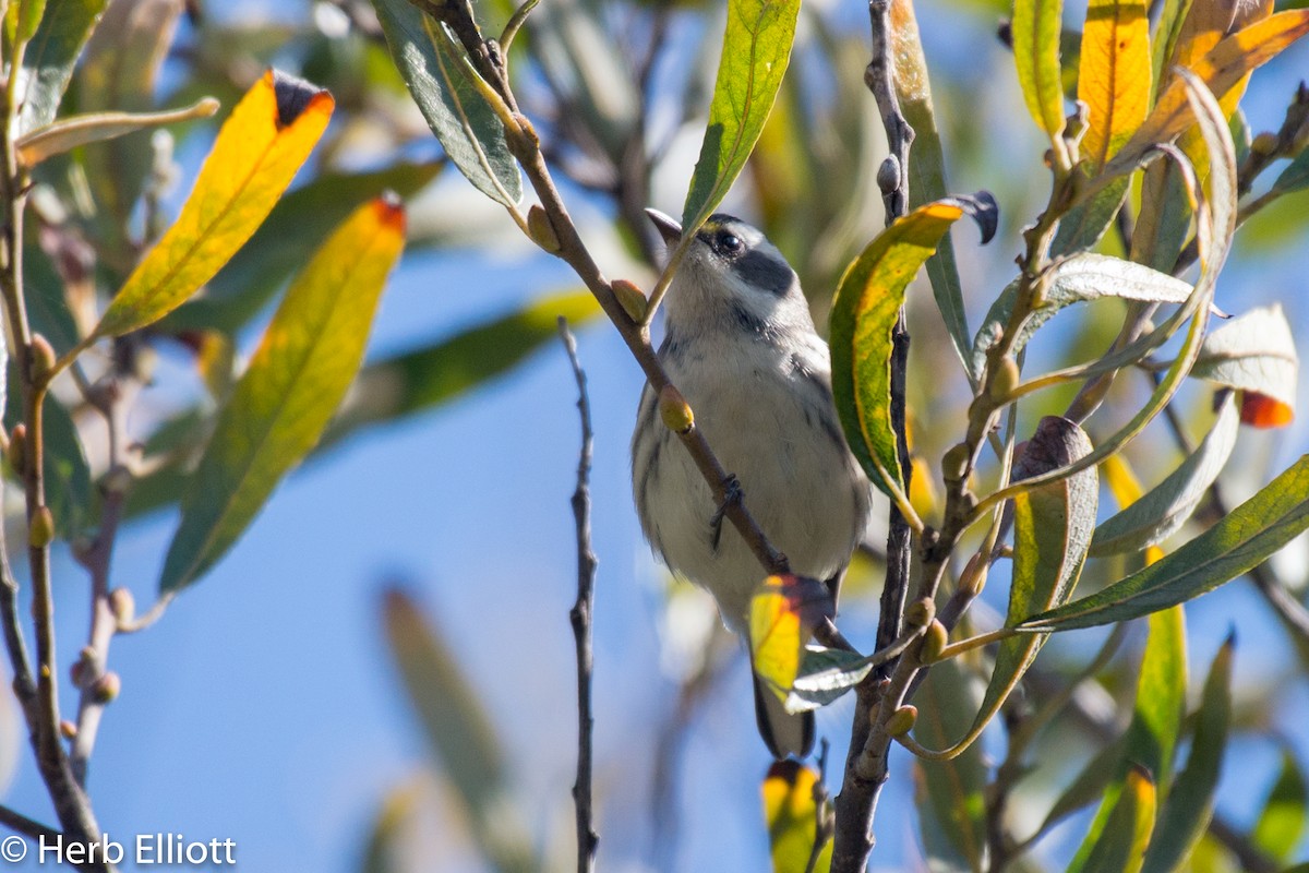 Black-throated Gray Warbler - Herb Elliott