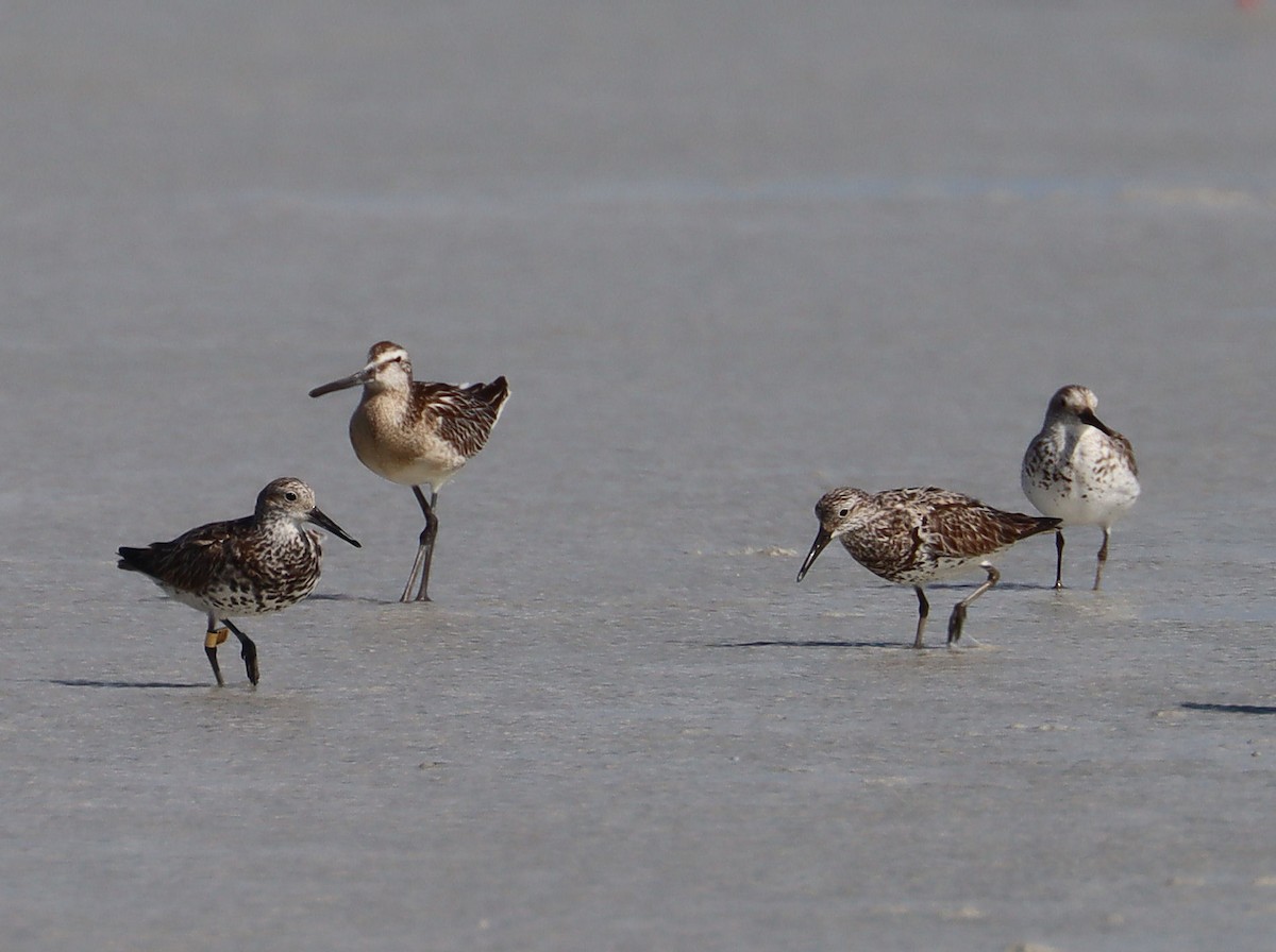 Asian Dowitcher - ML115654071