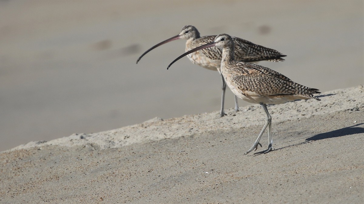 Long-billed Curlew - ML115657131