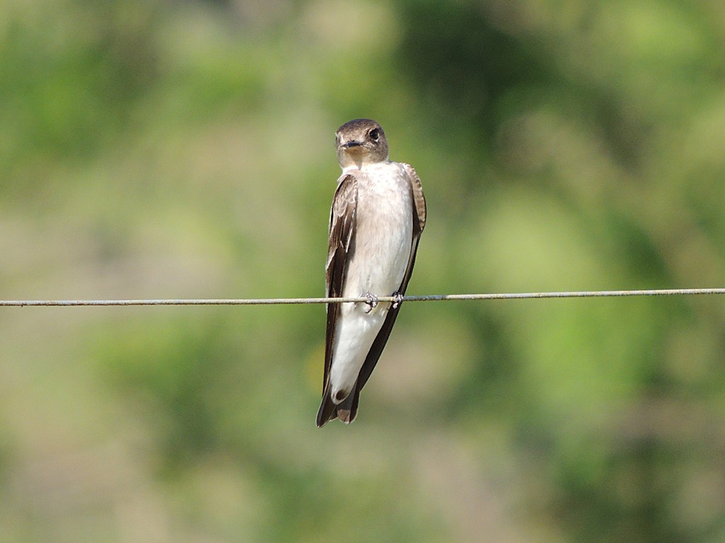 Northern Rough-winged Swallow - Richard Garrigues