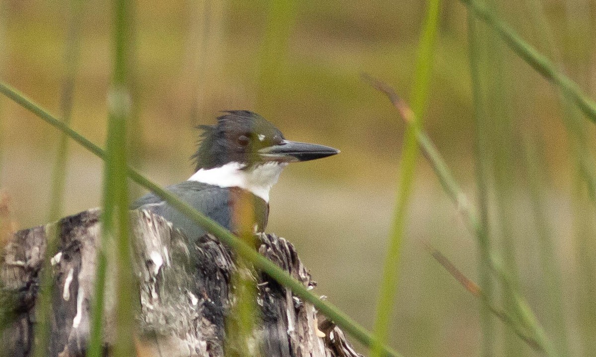 Belted Kingfisher - ML115659771
