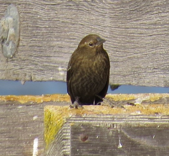 Red-winged Blackbird - Kitty ONeil