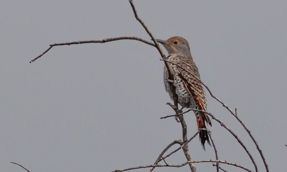 Northern Flicker (Red-shafted) - ML115661431