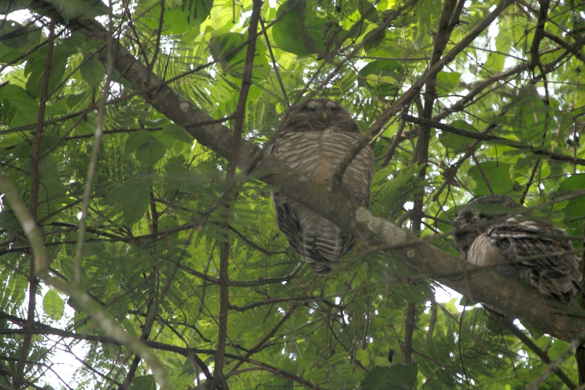 African Wood-Owl - Stephen Gast