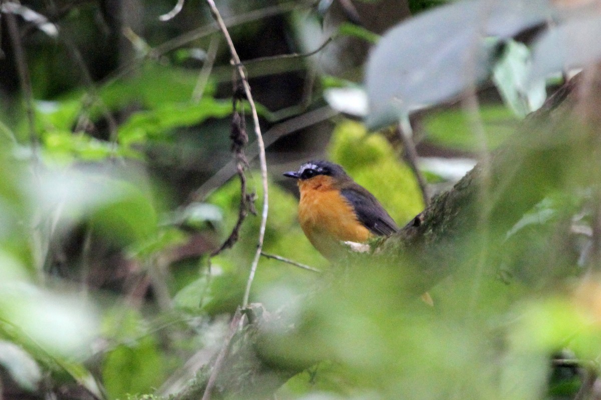 Gray-winged Robin-Chat - ML115661661
