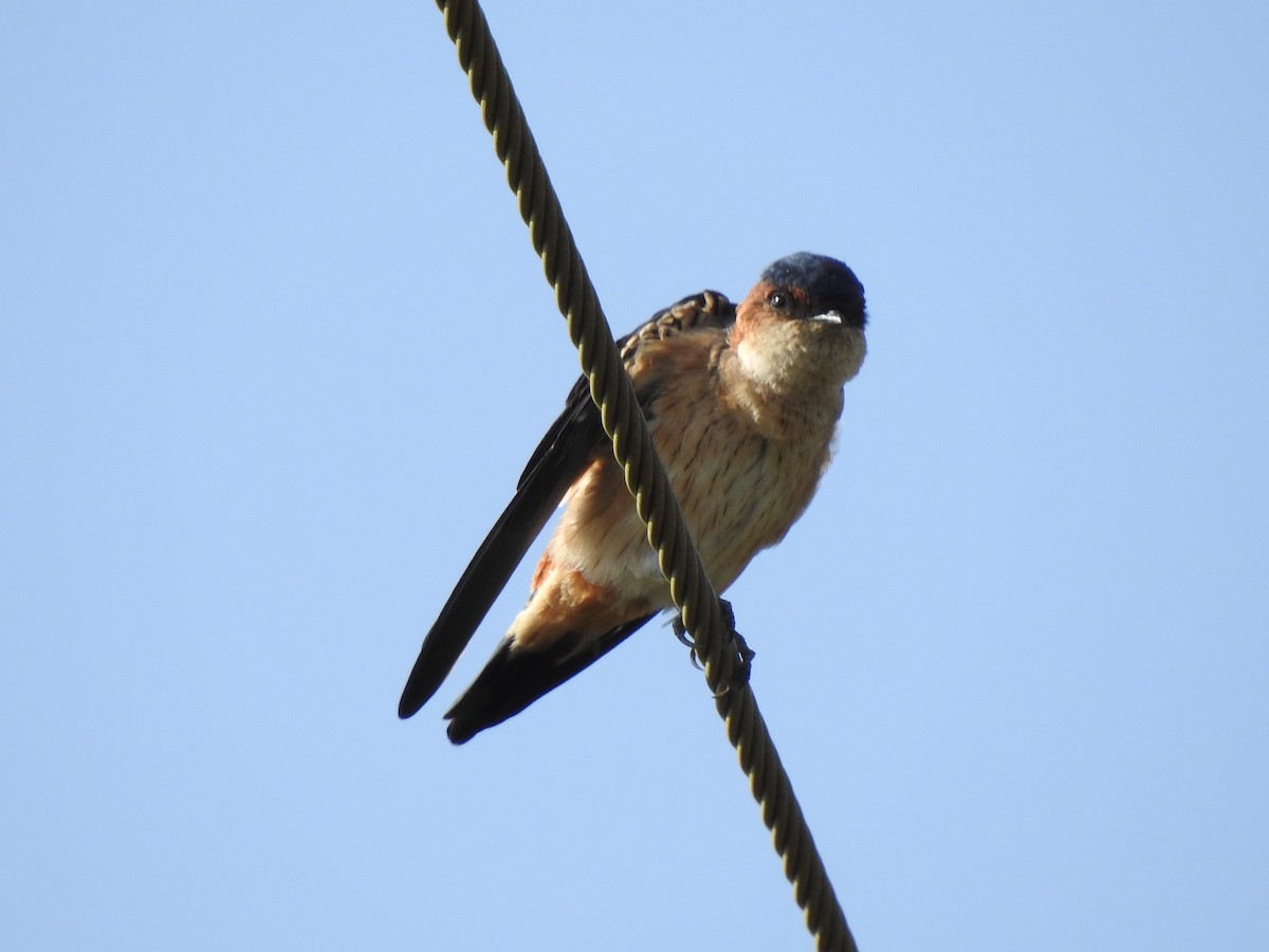 Red-rumped Swallow - ML115663251