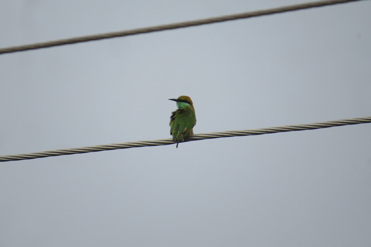 Asian Green Bee-eater - Anonymous
