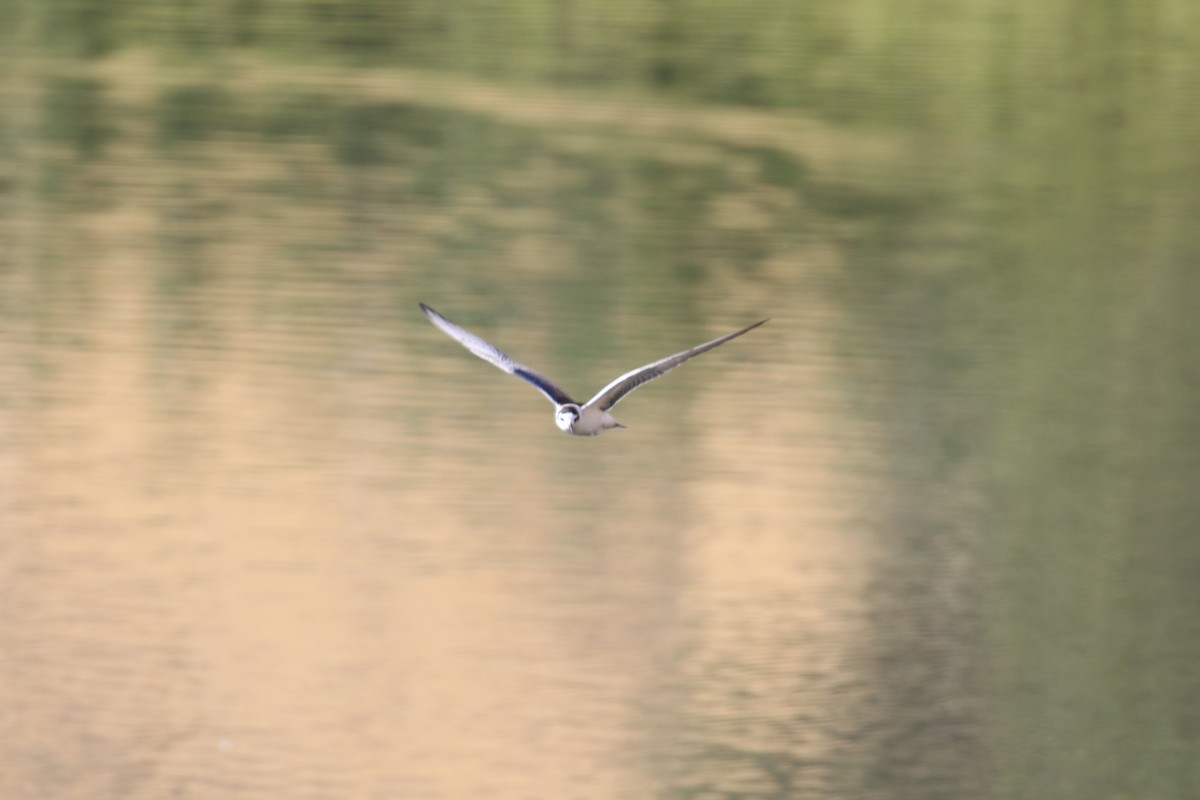 White-winged Tern - Bruce  McLennan