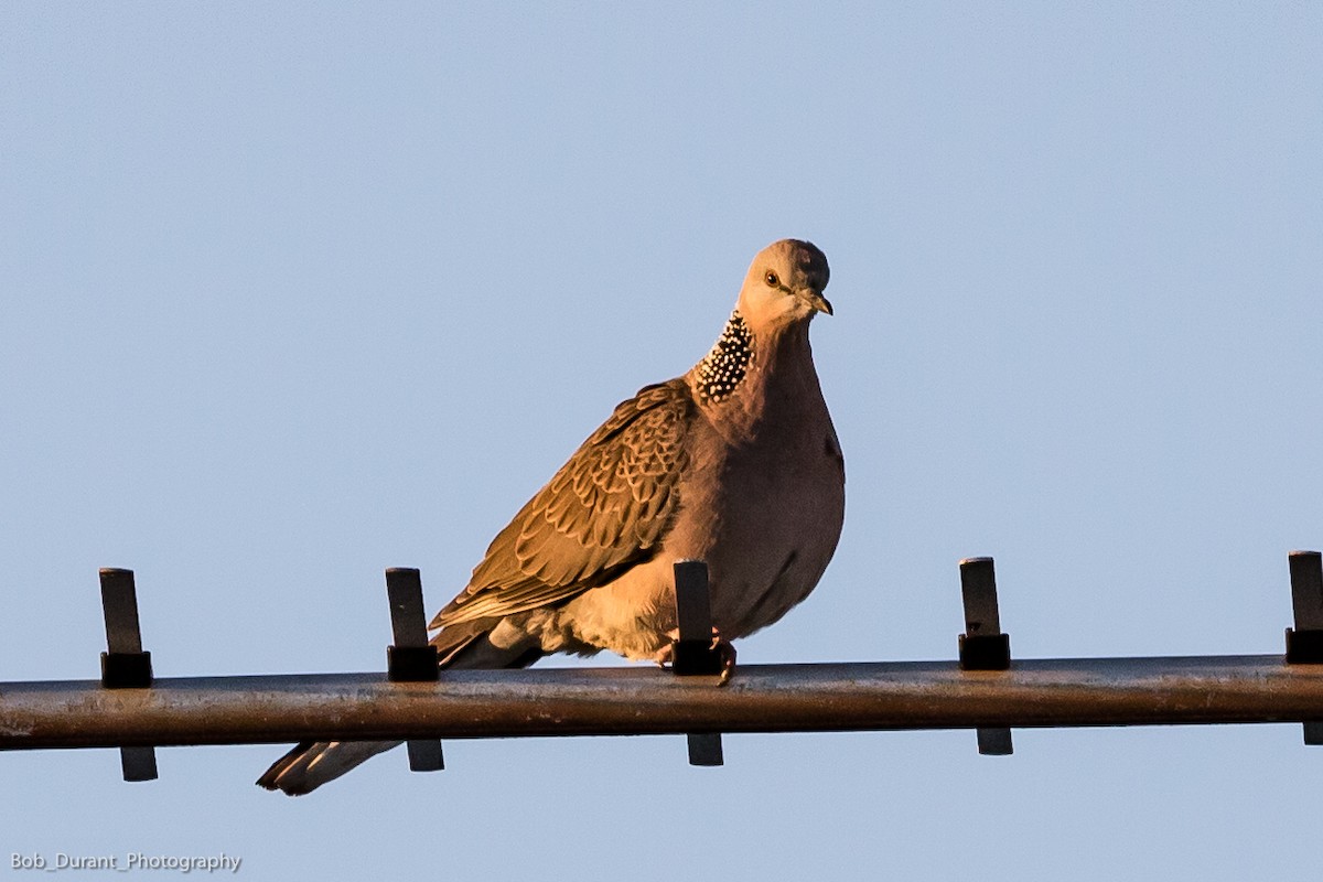 Spotted Dove - ML115666531