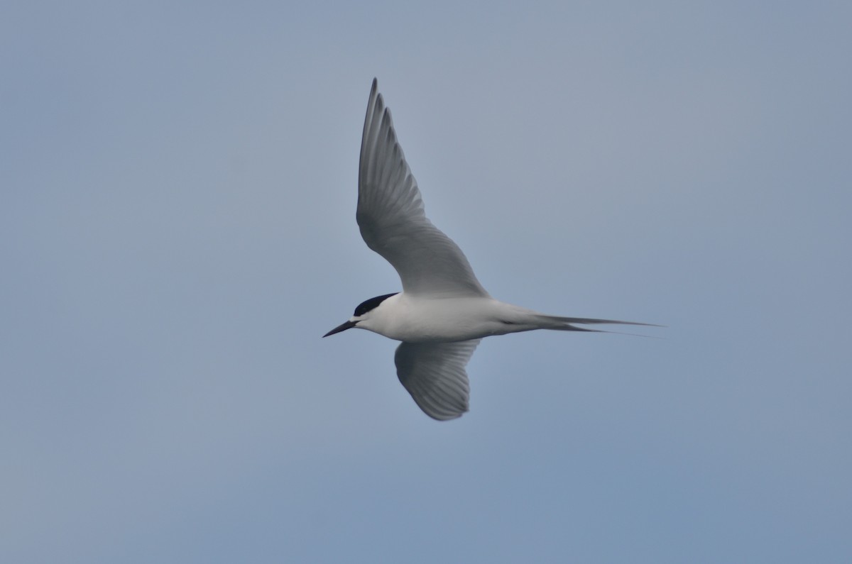 White-fronted Tern - Dirk Tomsa