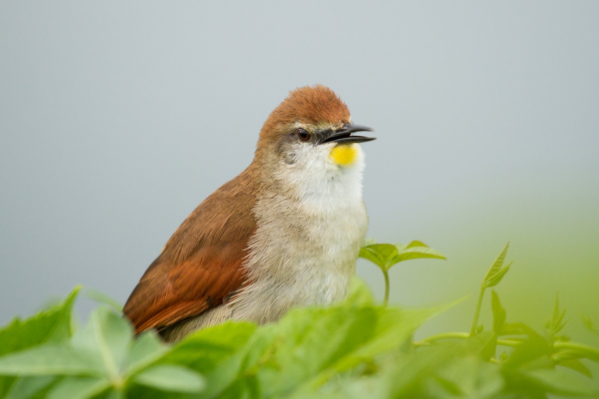 Yellow-chinned Spinetail - Daniel Fernandes Perrella