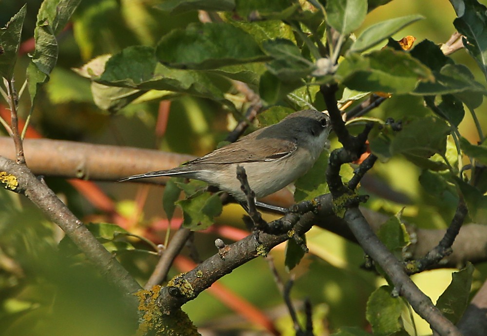 Lesser Whitethroat (Lesser) - Michael Walther
