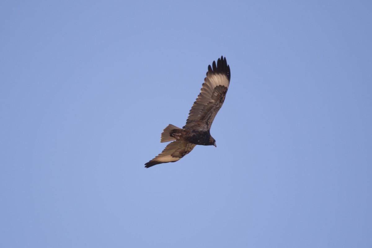 Black-breasted Kite - John Cantwell