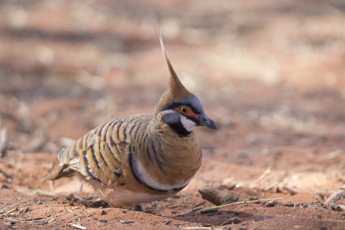 Spinifex Pigeon - John Cantwell