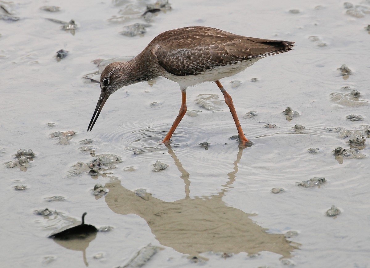 Common Redshank - Neoh Hor Kee