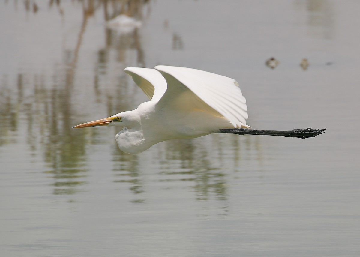 Great Egret - Neoh Hor Kee