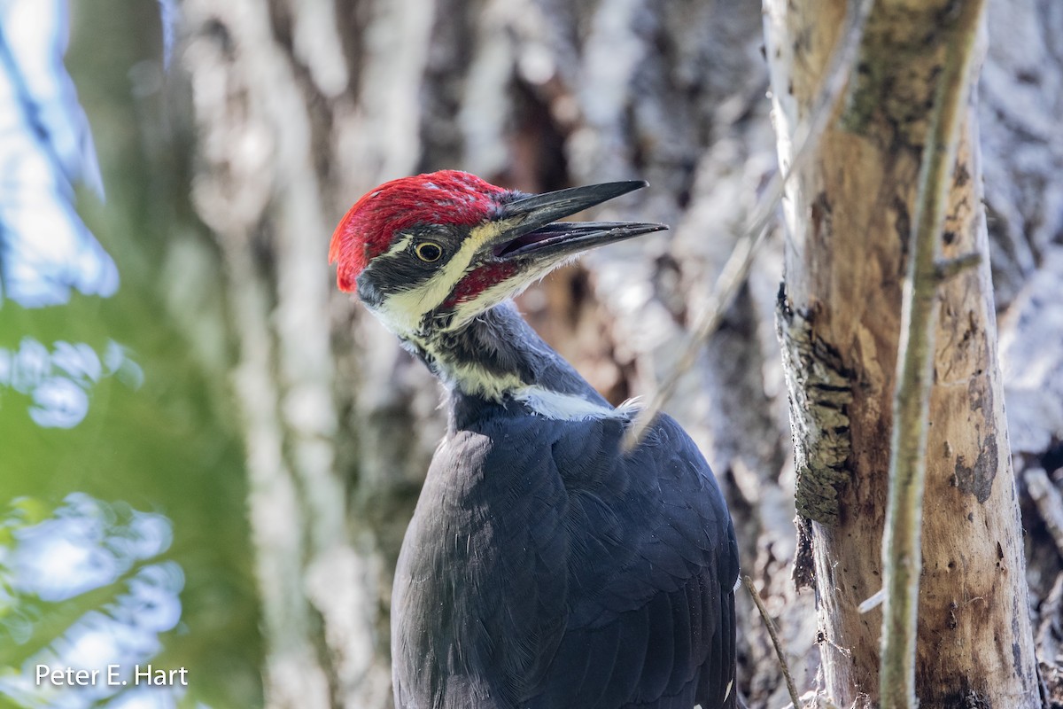 Pileated Woodpecker - Peter Hart