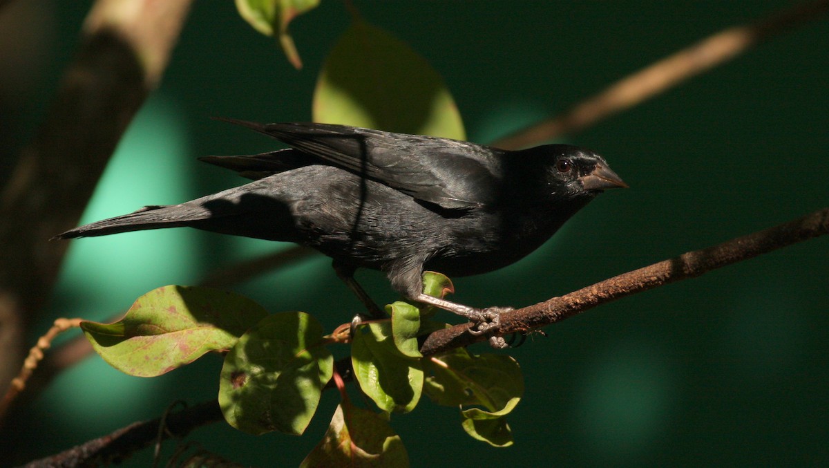 Tawny-shouldered Blackbird - ML115676591