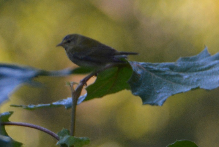Tennessee Warbler - "Chia" Cory Chiappone ⚡️