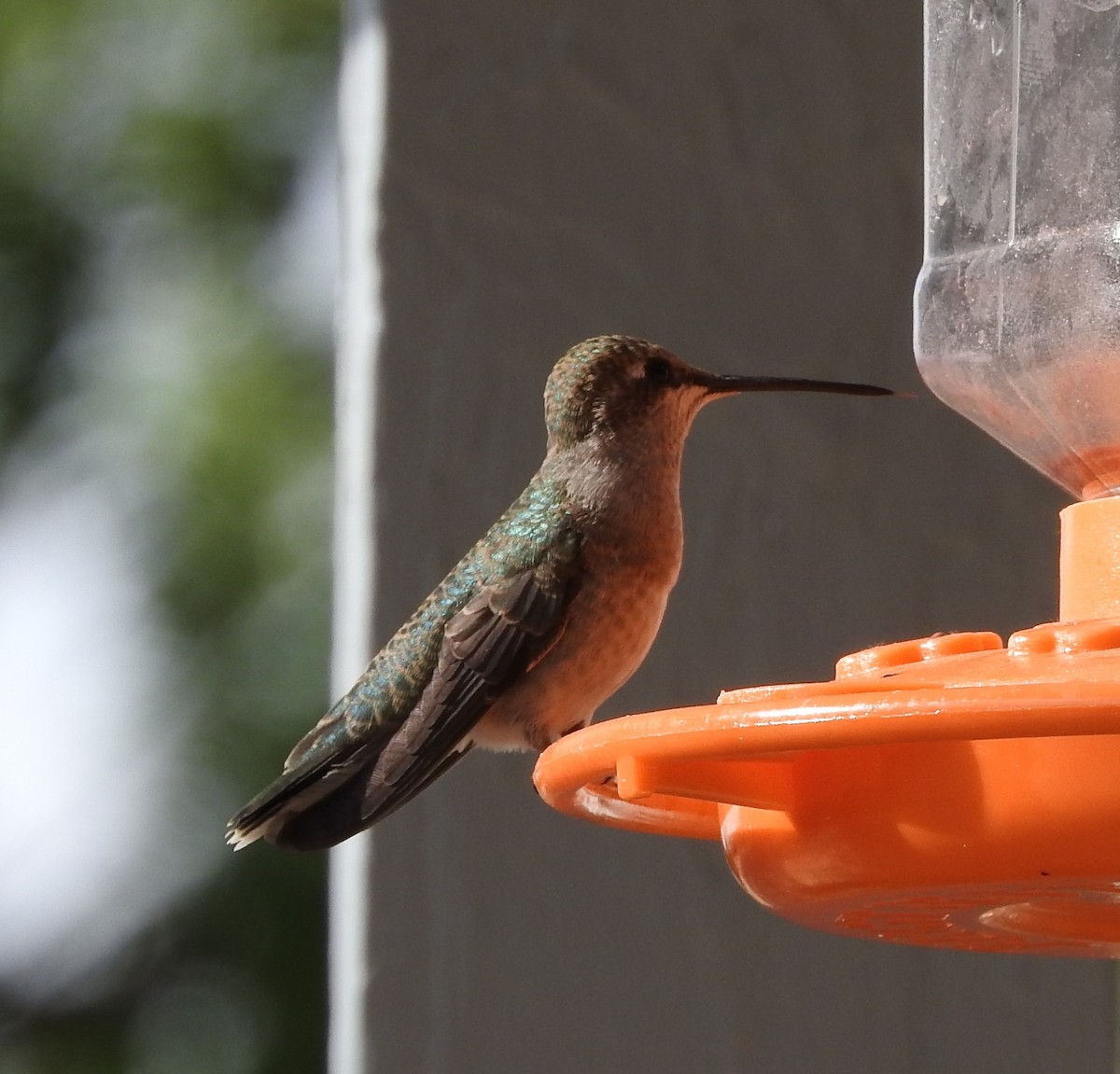 Black-chinned Hummingbird - Curt Hofer