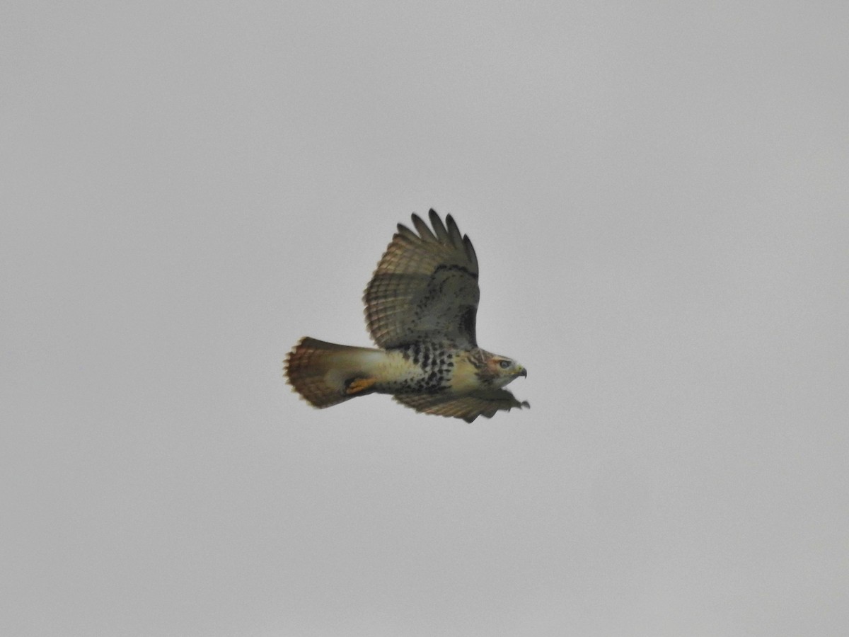 Red-tailed Hawk - Tom M