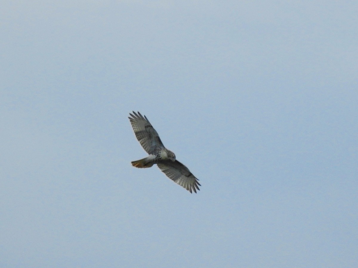 Red-tailed Hawk - Tom M