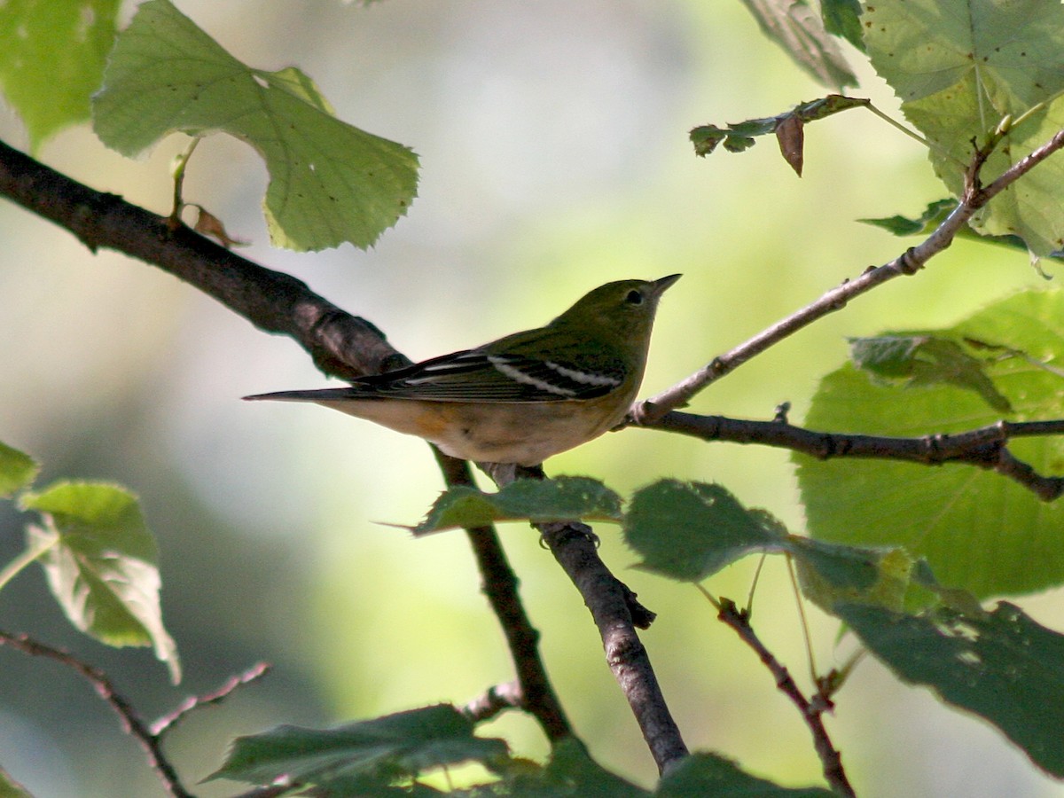 Bay-breasted Warbler - ML115681821