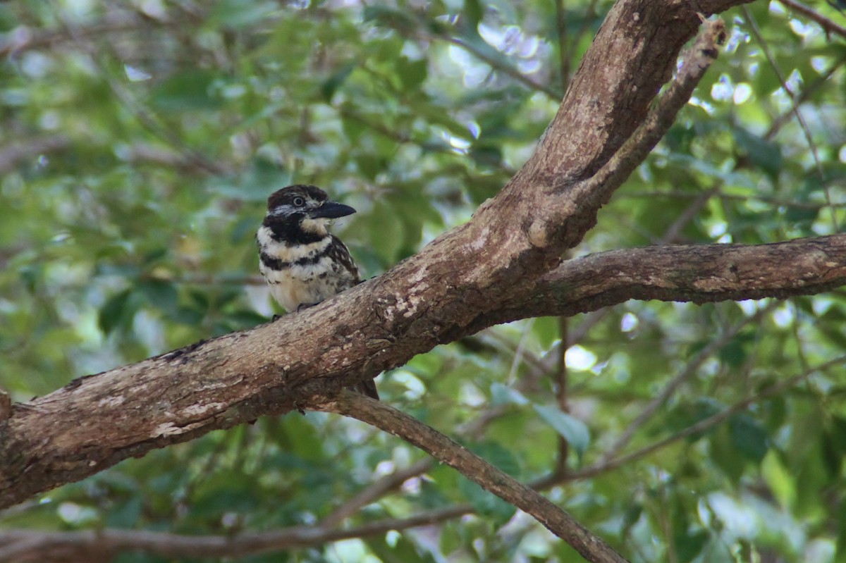Two-banded Puffbird - Leo Damrow