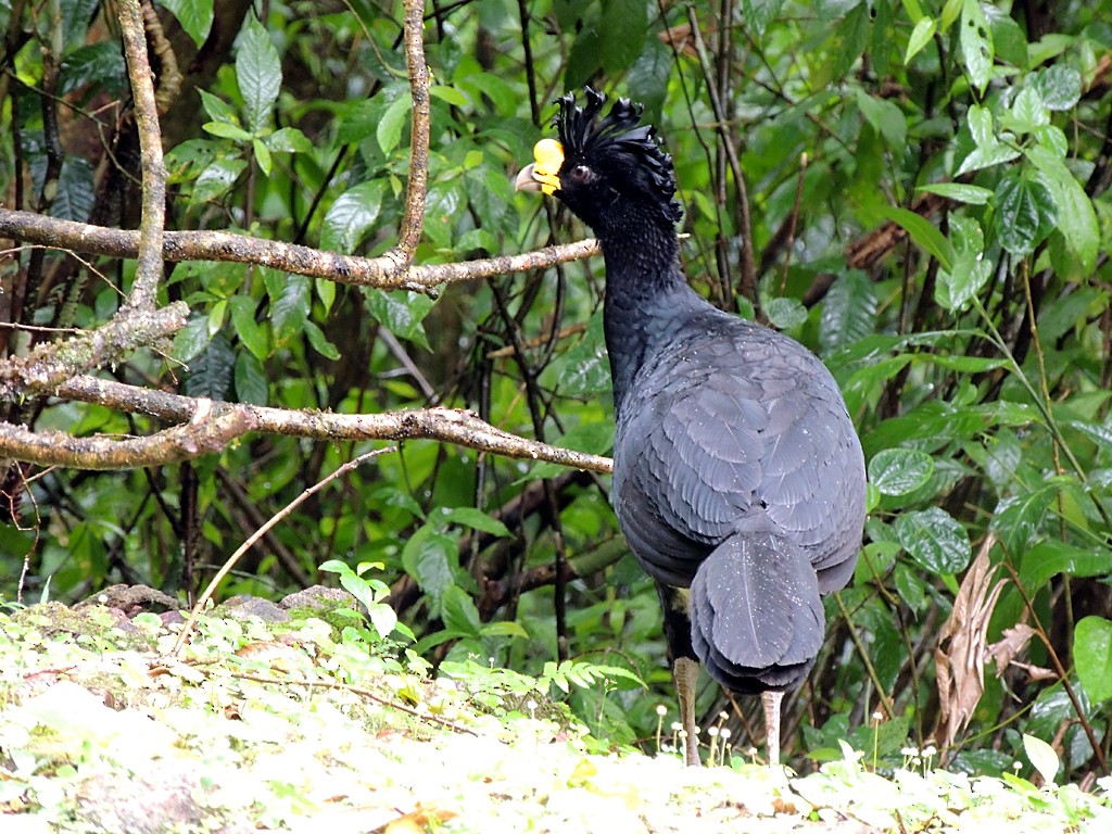 Great Curassow - Richard Garrigues