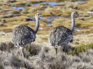 Lesser Rhea - eBird