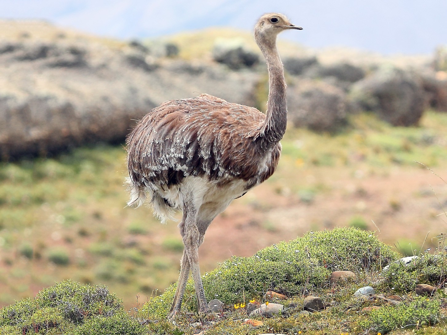 Lesser Rhea - Pablo Andrés Cáceres Contreras