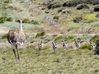 Lesser Rhea - eBird