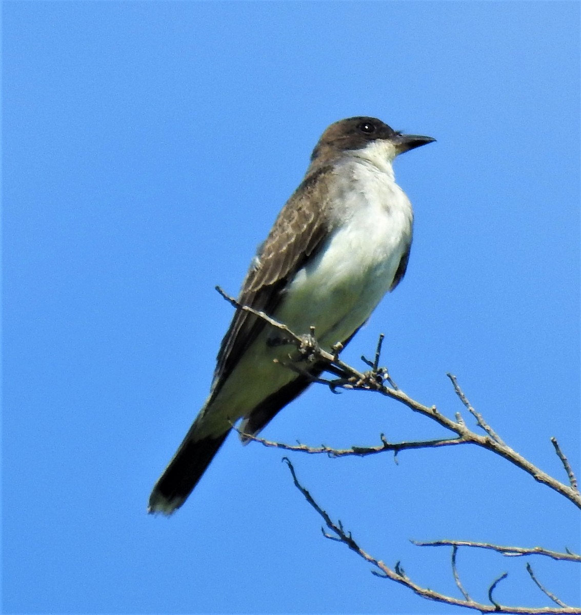 Eastern Kingbird - david gabay