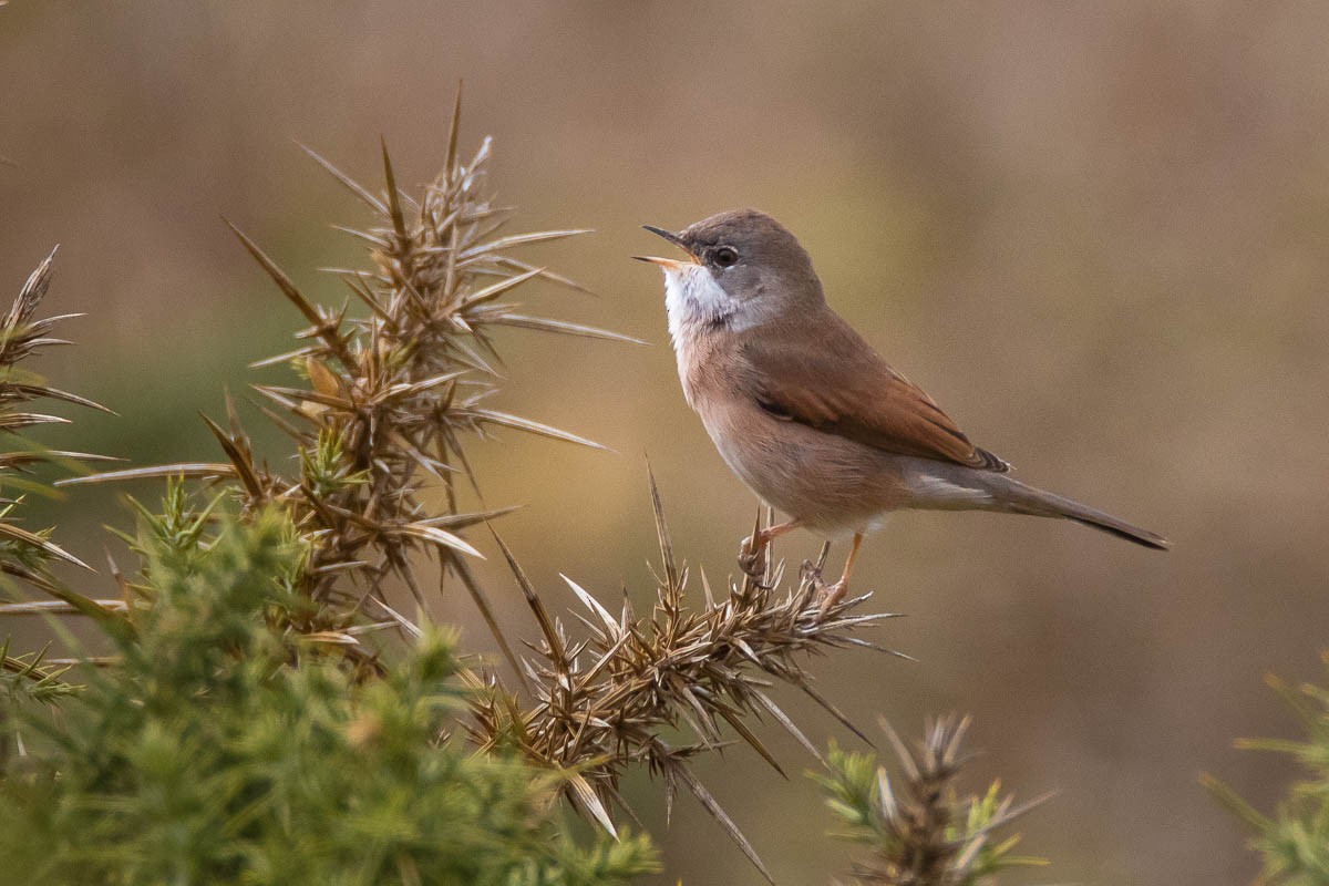 Spectacled Warbler - ML115692041