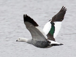  - Upland Goose (Bar-breasted)