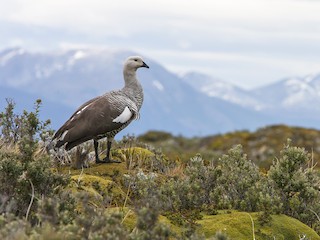  - Upland Goose (Bar-breasted)