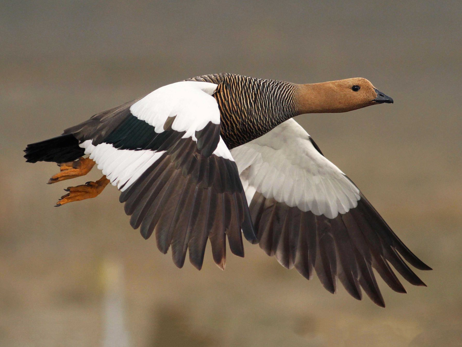 Upland Goose - Luke Seitz