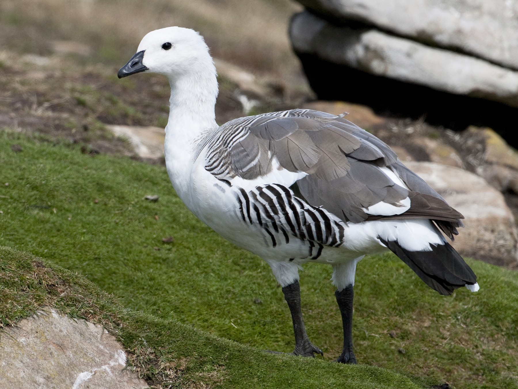 Upland Goose - Brian Sullivan