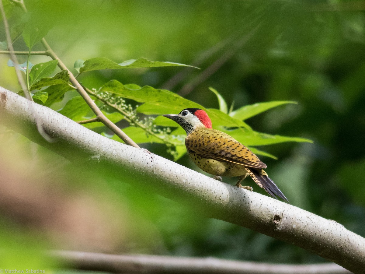 Spot-breasted Woodpecker - matthew sabatine