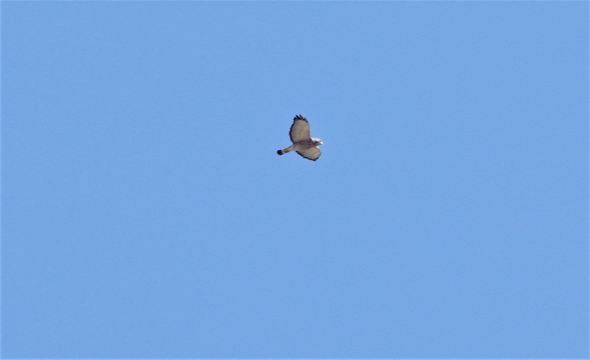 Broad-winged Hawk - ML115694111