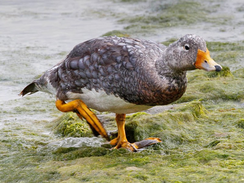 Flying SteamerDuck eBird